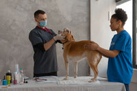 Vétérinaire examinant l’oreille d’un chien avec un otoscope en consultation
