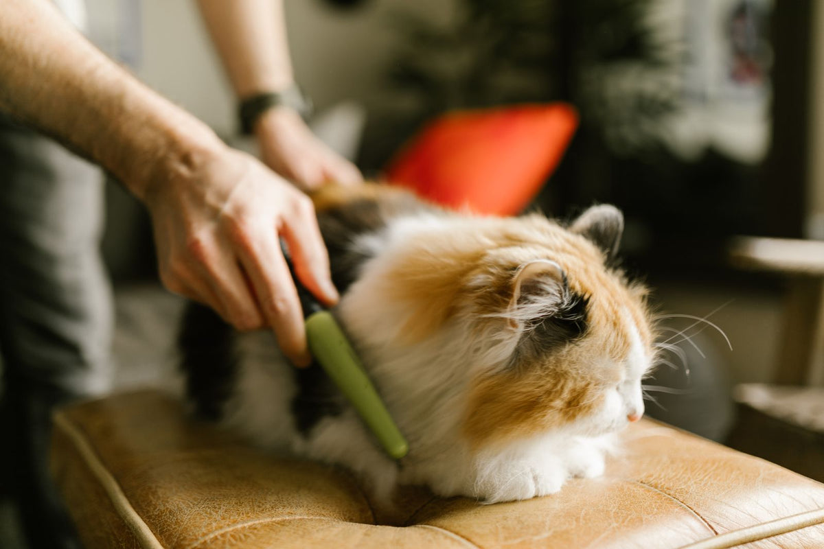 Chat à poil long brossé doucement à la maison, gros plan sur le pelage