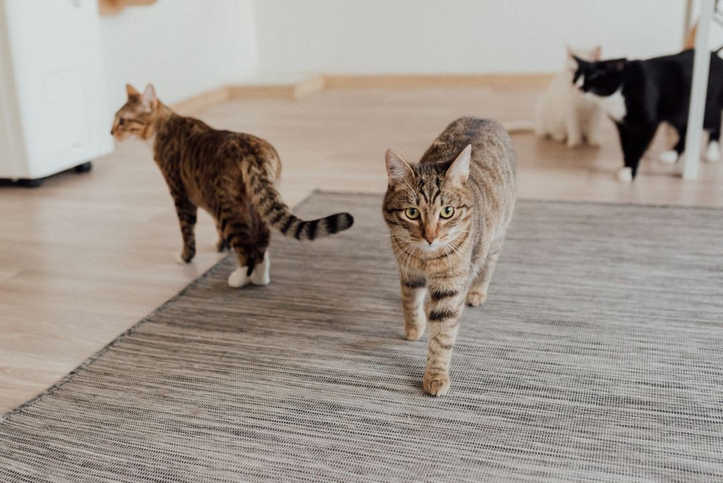 Plusieurs chats sous le même toit : ce qu’une nouvelle étude révèle sur leur comportement