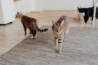 Trois chats vivant ensemble dans une maison