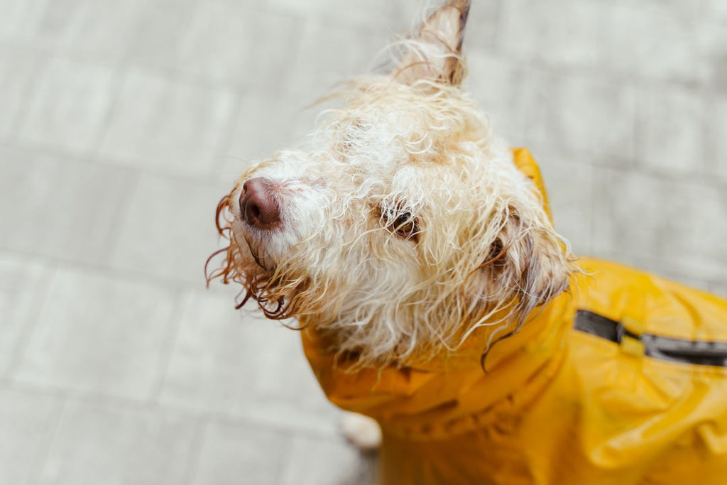 Chien mouillé après la pluie : comment bien le sécher ?