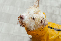 Chien mouillé après une promenade sous la pluie