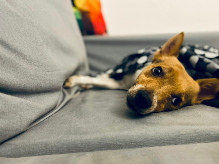 Petit chien brun et blanc allongé sur un canapé gris dans un salon