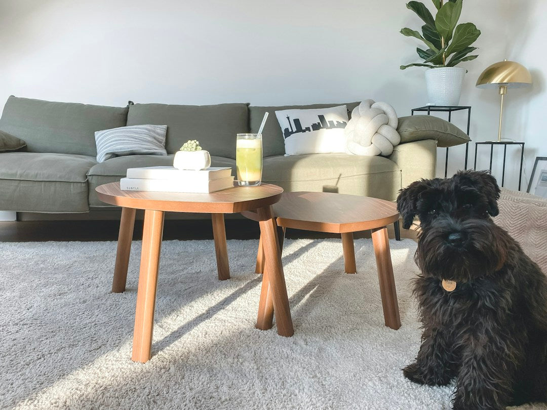 Chien noir dans un salon rangé avec canapé vert avant l’arrivée d’invités