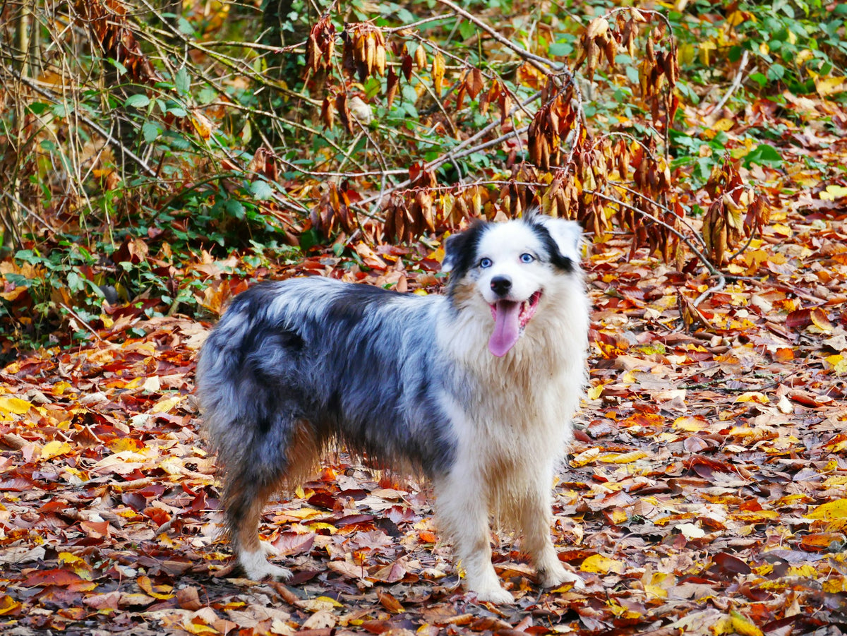 Berger Australien debout dans des feuilles d’automne, sans brosse visible