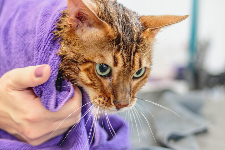 Chat roux mouillé pendant un bain doux dans une salle de bain