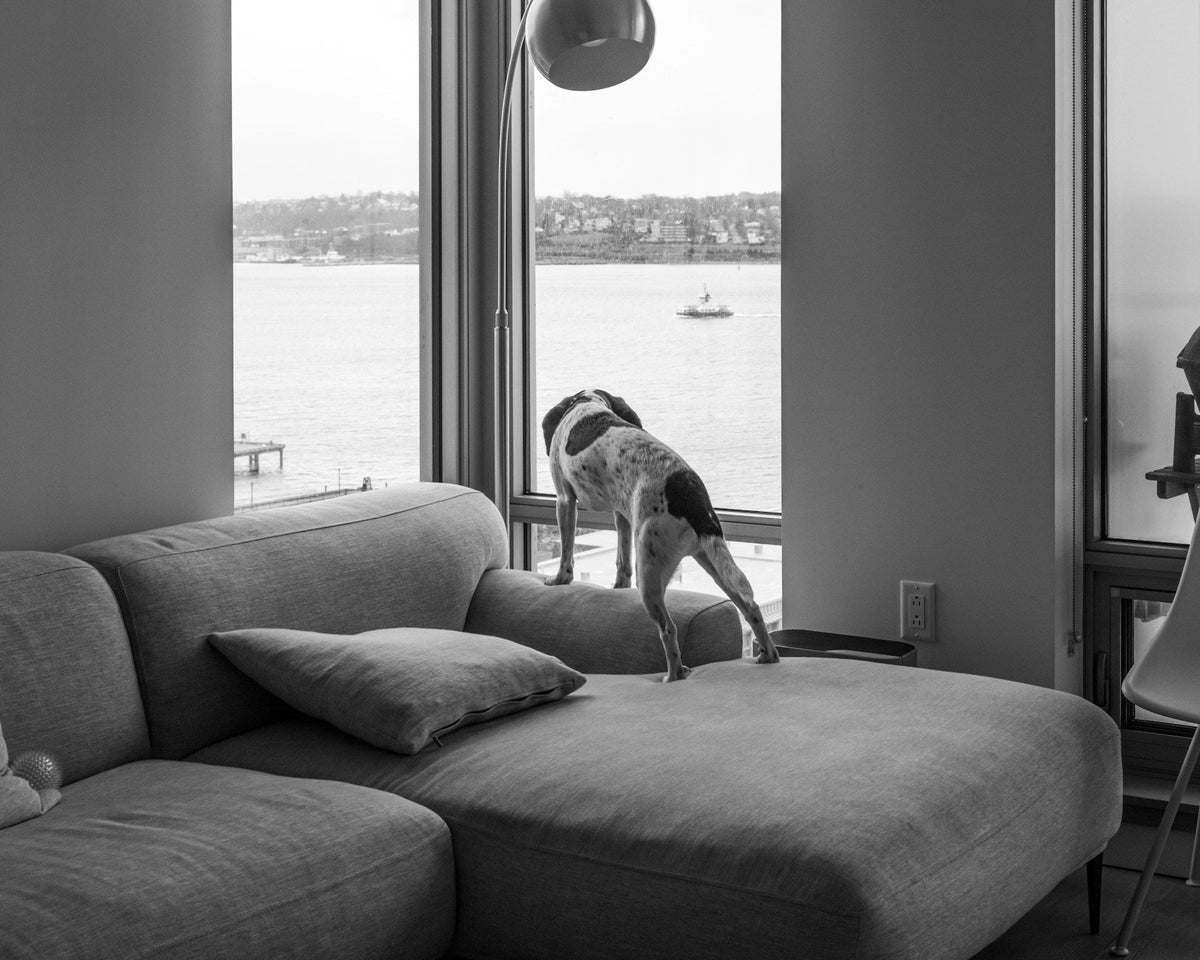 Chien dans un salon moderne pour illustrer les poils qui s’accumulent dans les recoins de l’appartement