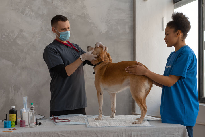 Vétérinaire examinant le pelage d’un chien lors d’une consultation