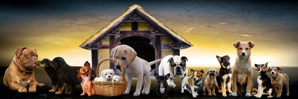 Races de chiens de taille moyenne : comparatif par mode de vie et besoins