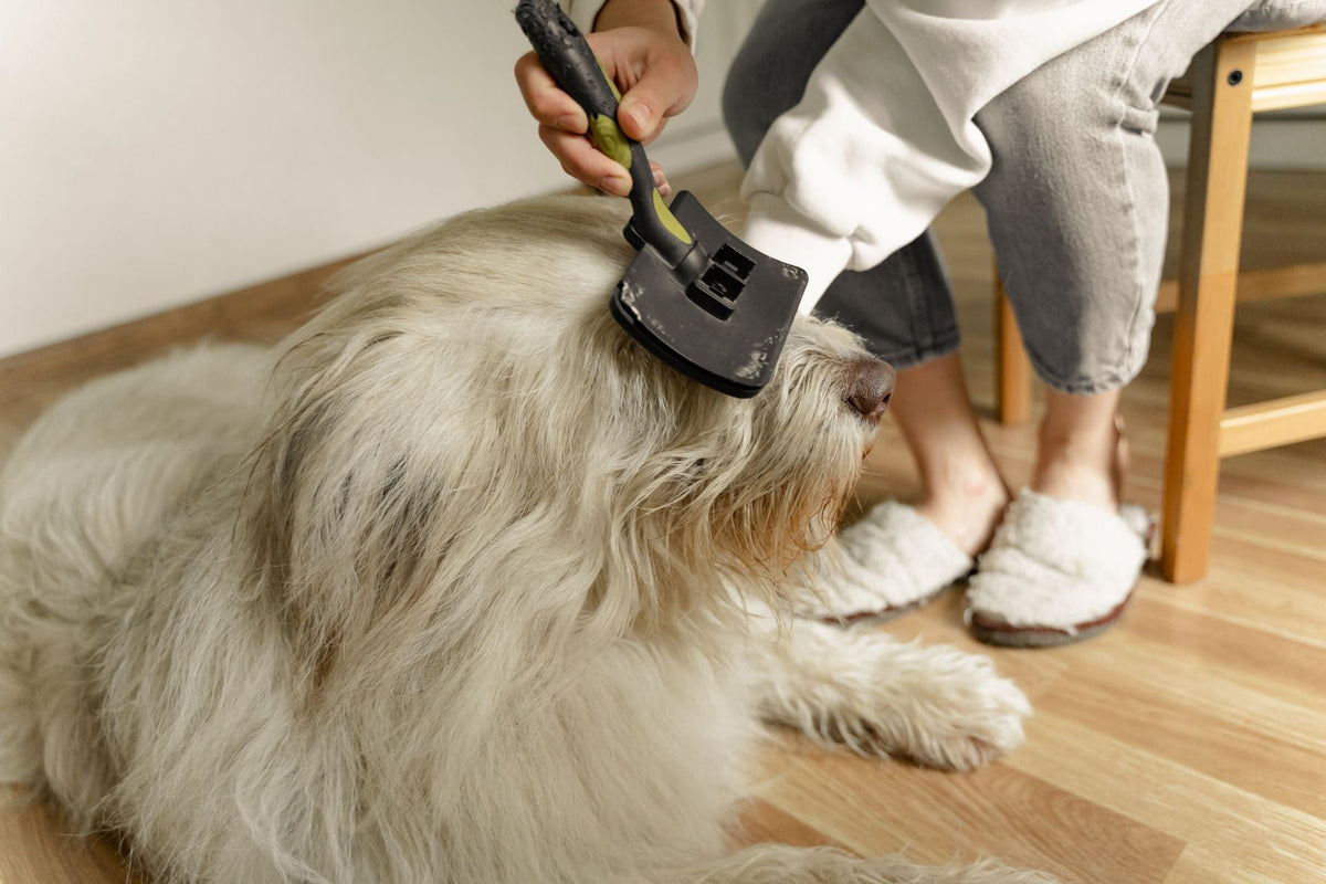 Grand chien à pelage dense brossé à la maison pendant une période de perte de poils