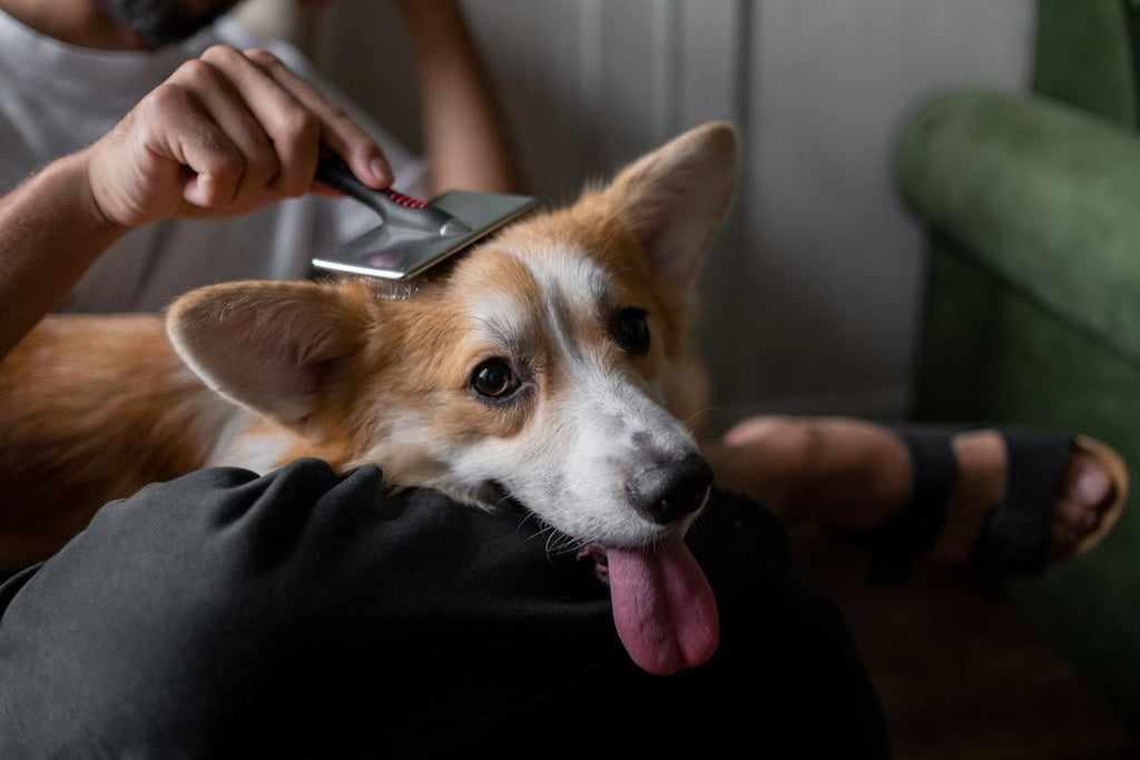 Toilettage d’un chien de taille moyenne : routine complète à la maison