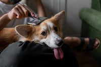 Corgi détendu pendant une séance de brossage sur canapé