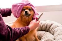 Petit chien peigné doucement pendant une séance de toilettage