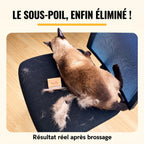 Chat siamois sur une chaise avec le sous-poil retiré par la brosse Pilpoil