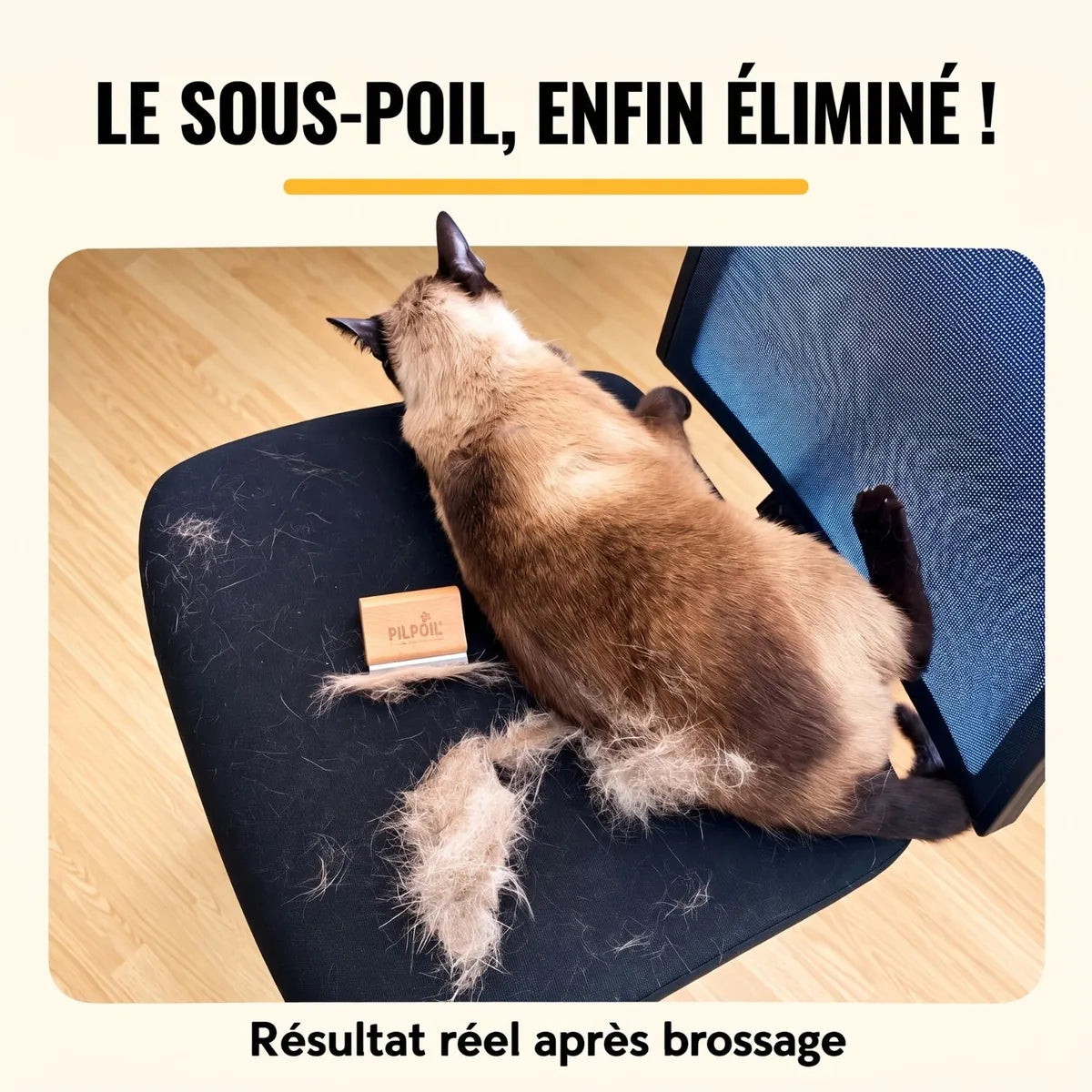 Chat siamois sur une chaise avec le sous-poil retiré par la brosse Pilpoil