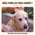 Labrador brossé avec la brosse Pilpoil, poignée de poils courts retirés