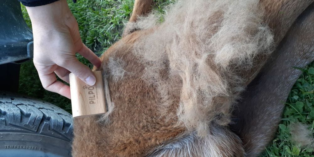 Pelage de chien avant le brossage avec la Brosse PILPOIL