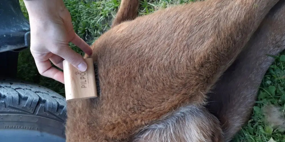 Pelage de chien après le brossage avec la Brosse PILPOIL