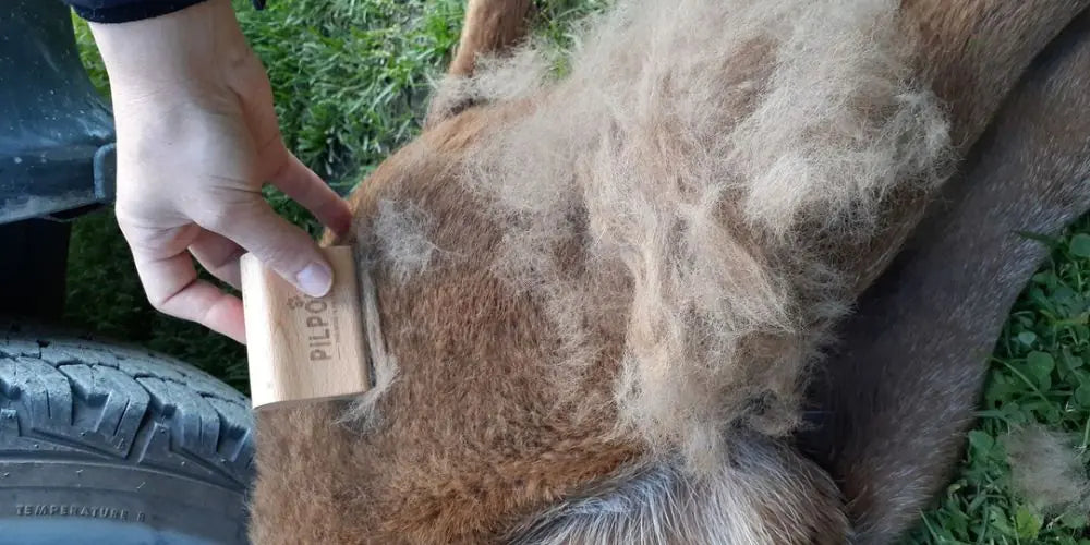 Pelage de chien avant le brossage avec la Brosse PILPOIL