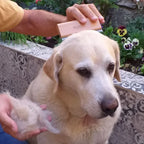 Brosse anti-poils animaux PILPOIL® sur pelage dense